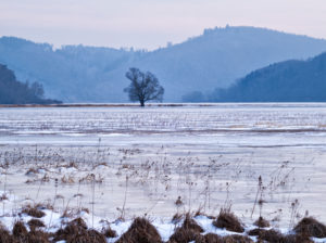 Europa, Deutschland, Hessen, Vöhl, Nationalpark Kellerwald-Edersee, Wintermorgen am Naturschutzgebiet "Ederseeufer" bei Herzhausen, Salweide Europa, Deutschland, Hessen, Vöhl, Nationalpark Kellerwald-Edersee, Wintermorgen am Naturschutzgebiet "Ederseeufer" bei Herzhausen, Salweide